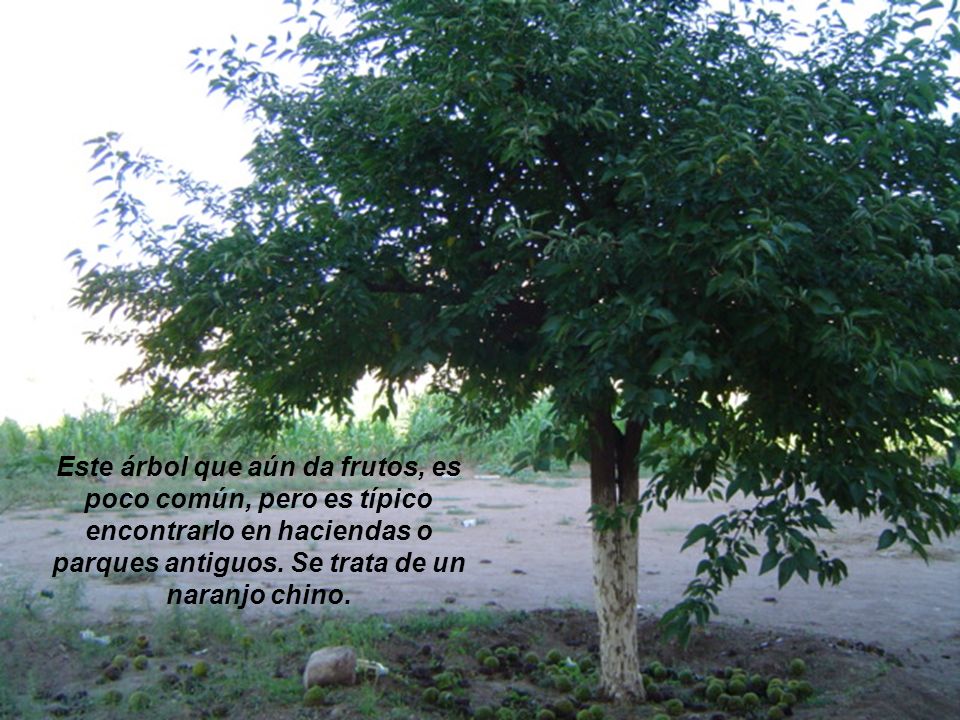 Este árbol que aún da frutos, es poco común, pero es típico encontrarlo en haciendas o parques antiguos.