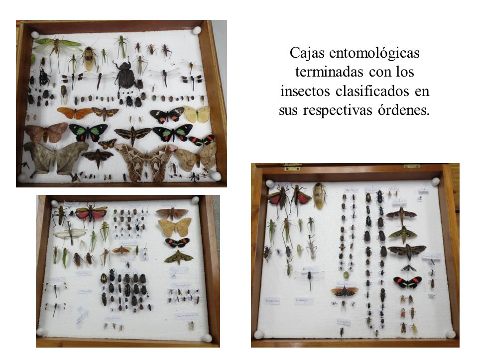 Cajas entomológicas terminadas con los insectos clasificados en sus respectivas órdenes.