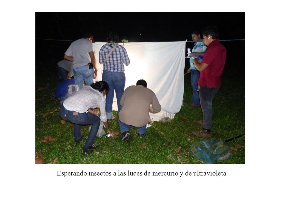 Esperando insectos a las luces de mercurio y de ultravioleta