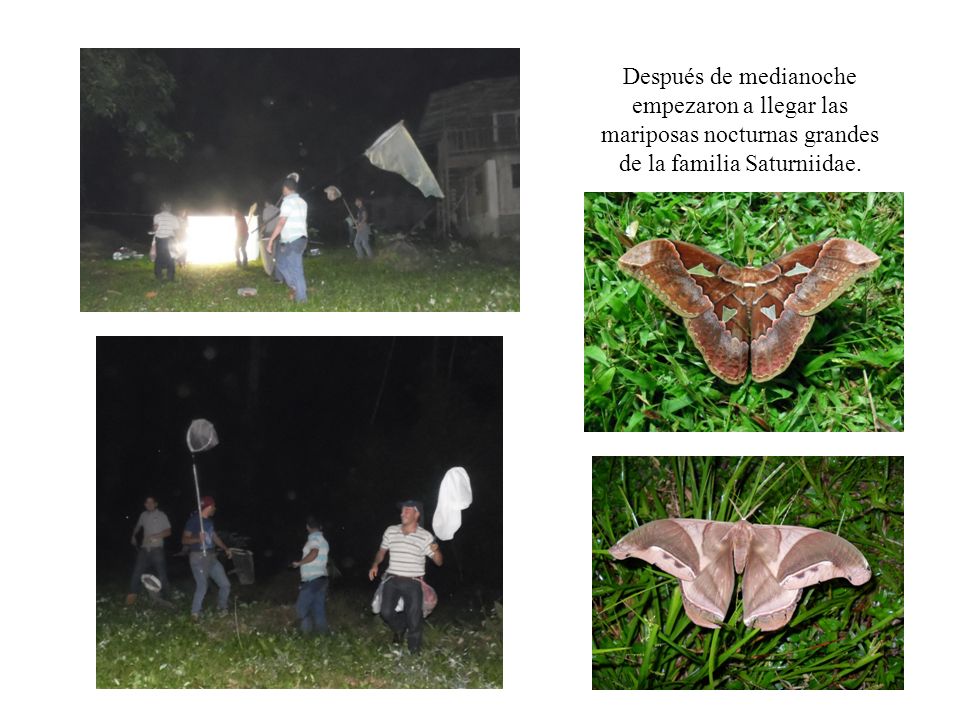 Después de medianoche empezaron a llegar las mariposas nocturnas grandes de la familia Saturniidae.