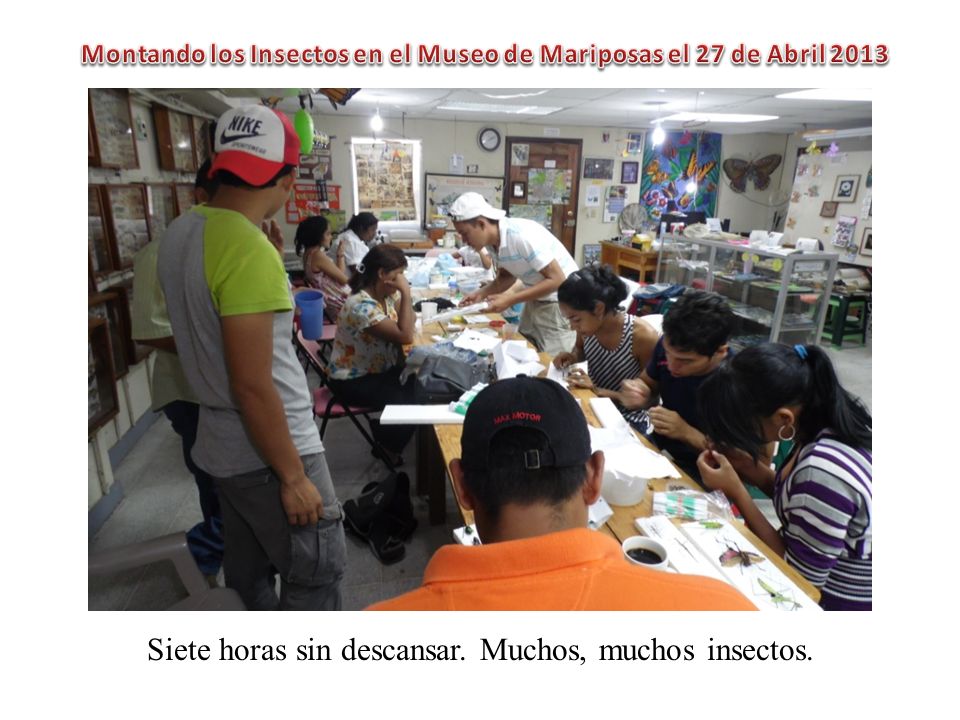 Montando los Insectos en el Museo de Mariposas el 27 de Abril 2013