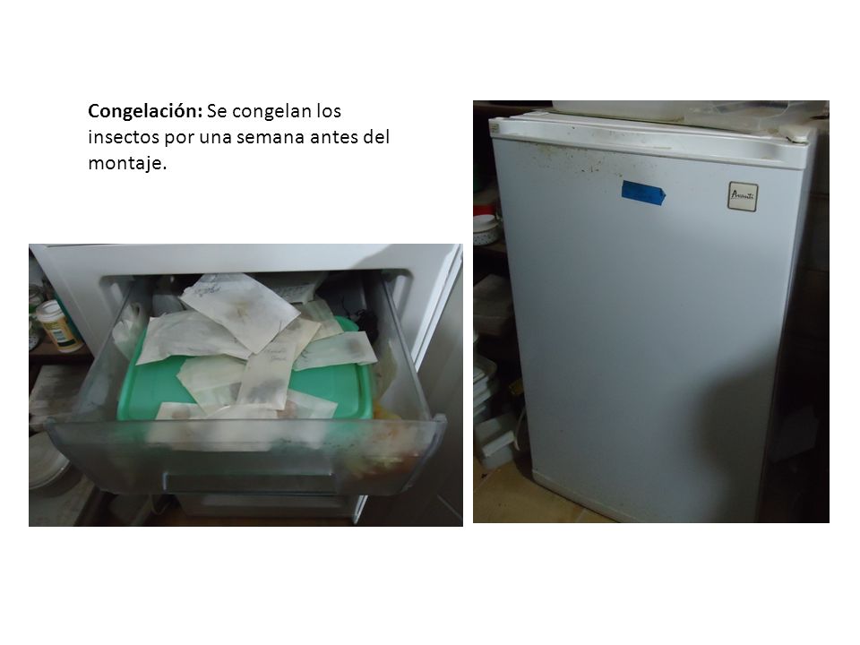 Congelación: Se congelan los insectos por una semana antes del montaje.