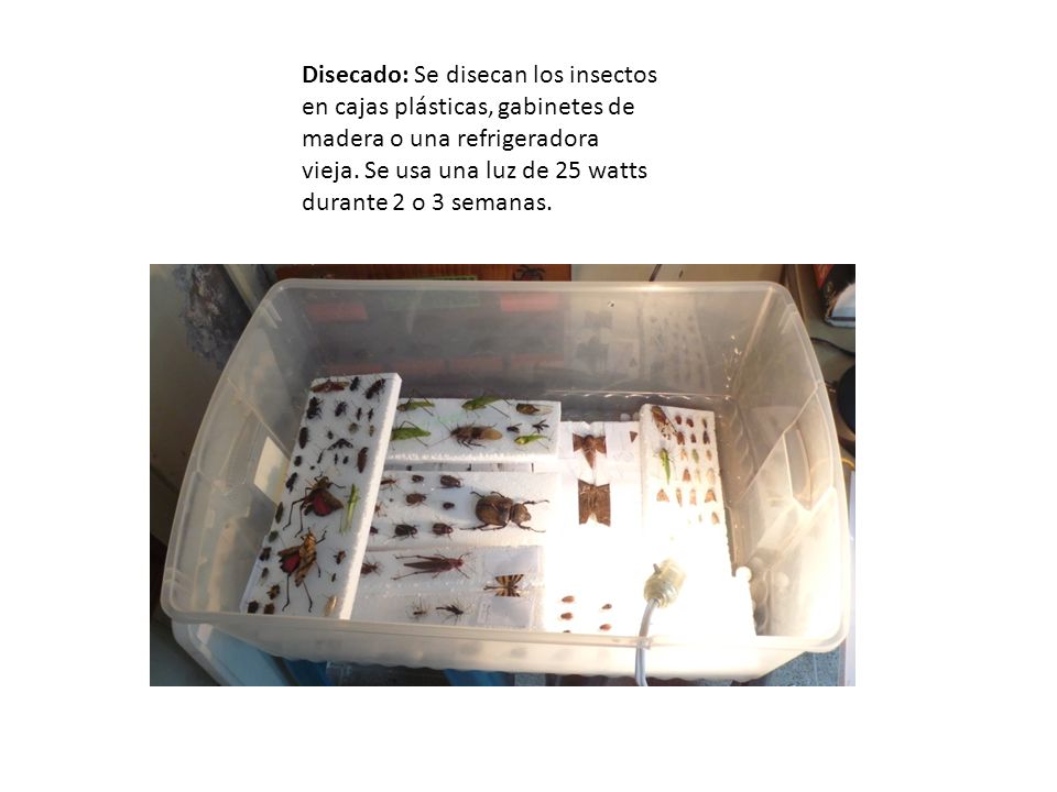 Disecado: Se disecan los insectos en cajas plásticas, gabinetes de madera o una refrigeradora vieja.