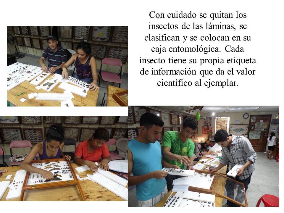 Con cuidado se quitan los insectos de las láminas, se clasifican y se colocan en su caja entomológica.