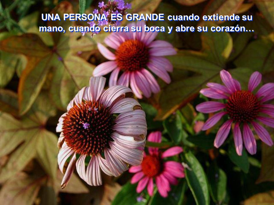 UNA PERSONA ES GRANDE cuando extiende su mano, cuando cierra su boca y abre su corazón…