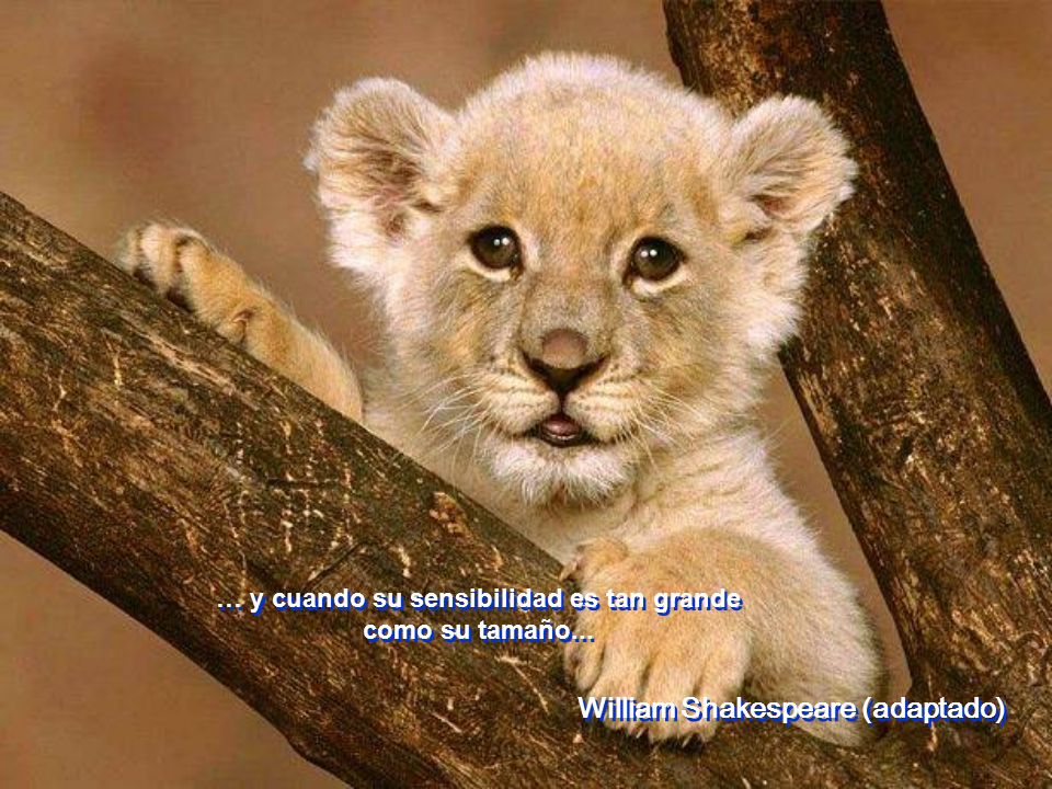 … y cuando su sensibilidad es tan grande como su tamaño...