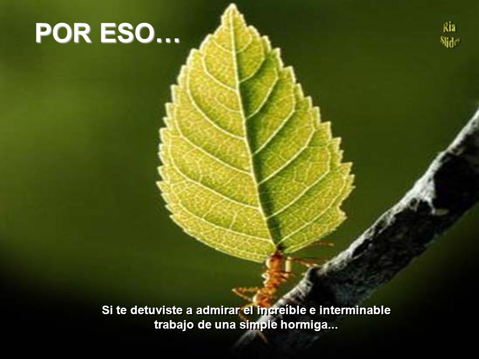 POR ESO… Si te detuviste a admirar el increíble e interminable trabajo de una simple hormiga...