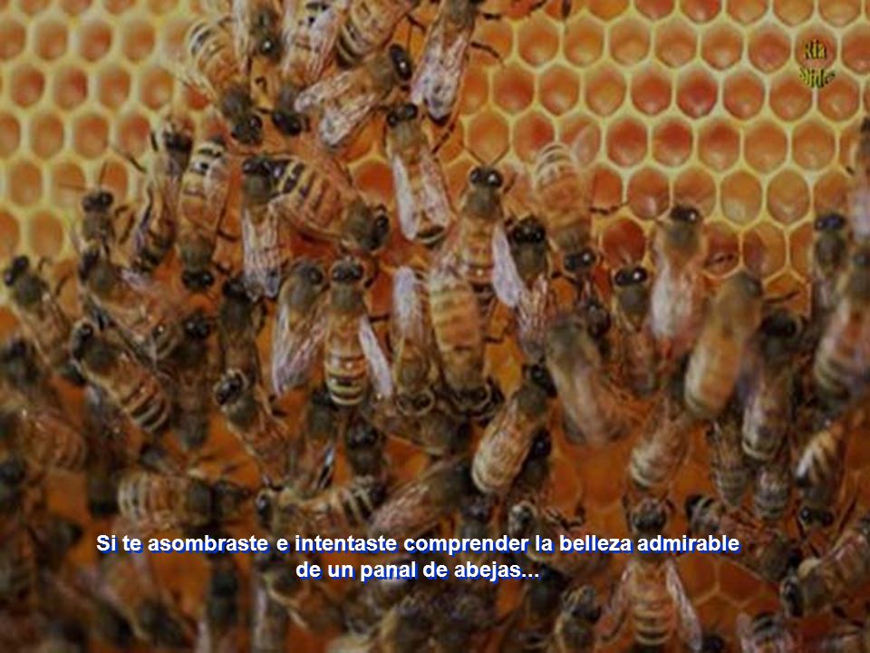 Si te asombraste e intentaste comprender la belleza admirable de un panal de abejas...