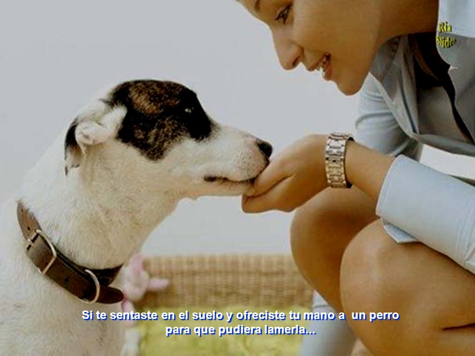 Si te sentaste en el suelo y ofreciste tu mano a un perro para que pudiera lamerla...