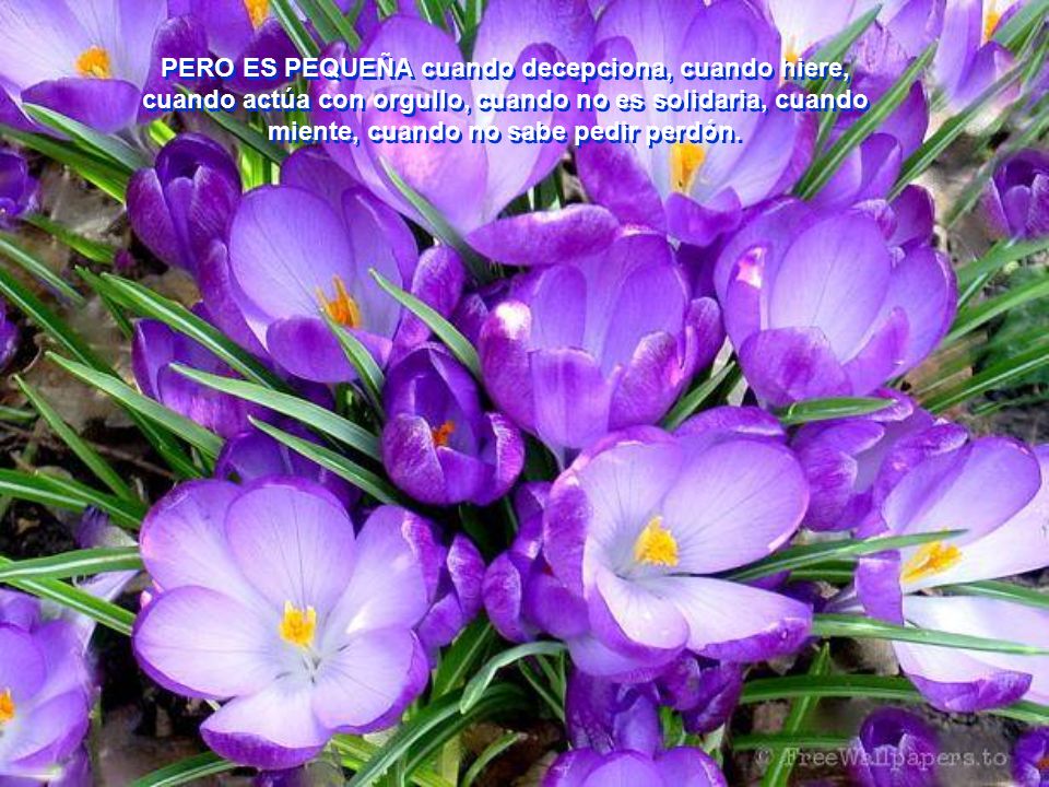 PERO ES PEQUEÑA cuando decepciona, cuando hiere, cuando actúa con orgullo, cuando no es solidaria, cuando miente, cuando no sabe pedir perdón.