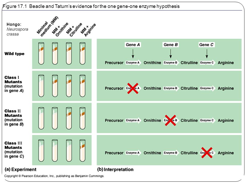 Figure 17.1 Beadle and Tatum’s evidence for the one gene-one enzyme hypothesis