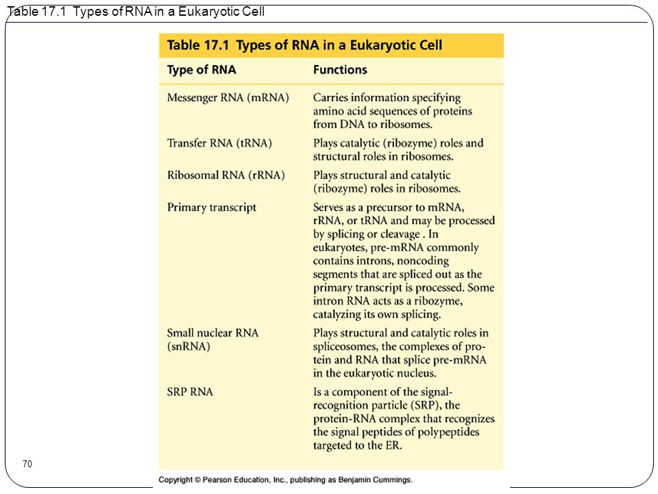 Table 17.1 Types of RNA in a Eukaryotic Cell
