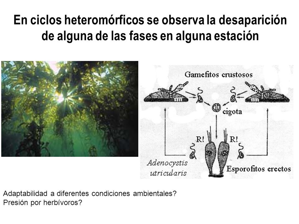 En ciclos heteromórficos se observa la desaparición de alguna de las fases en alguna estación