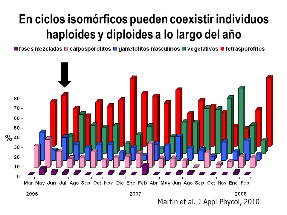 En ciclos isomórficos pueden coexistir individuos haploides y diploides a lo largo del año