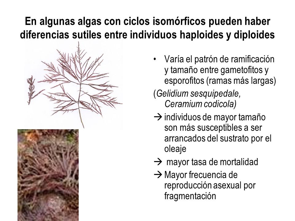 En algunas algas con ciclos isomórficos pueden haber diferencias sutiles entre individuos haploides y diploides