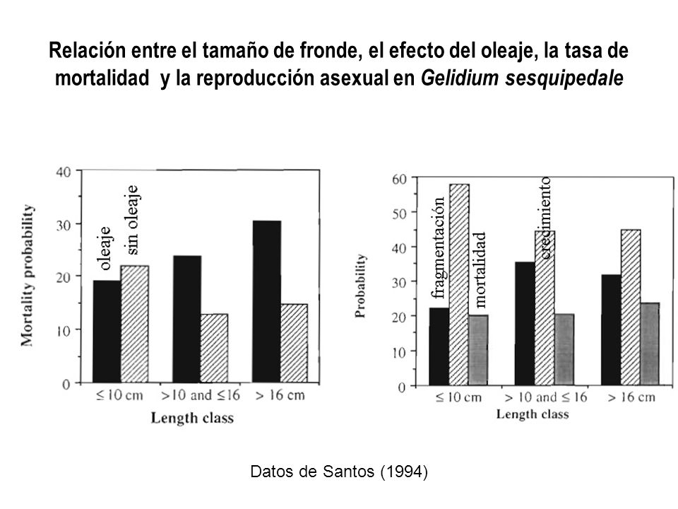 Relación entre el tamaño de fronde, el efecto del oleaje, la tasa de mortalidad y la reproducción asexual en Gelidium sesquipedale