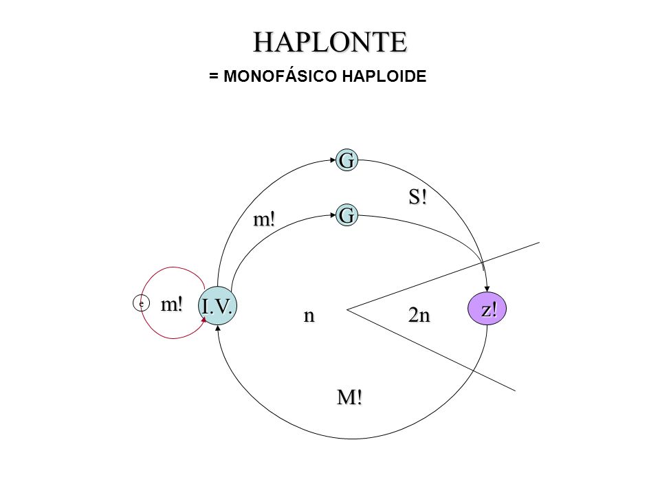 HAPLONTE = MONOFÁSICO HAPLOIDE G z! S! m! e m! I.V. n 2n M!