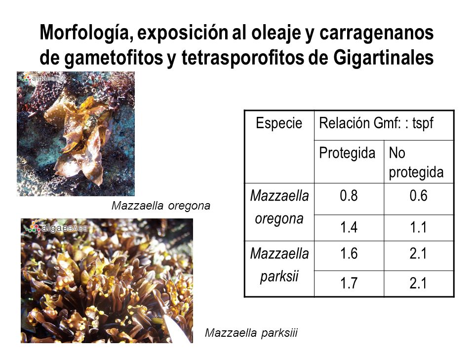 Morfología, exposición al oleaje y carragenanos de gametofitos y tetrasporofitos de Gigartinales