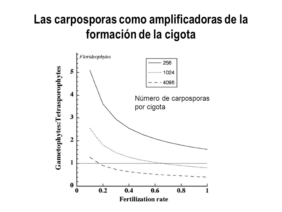 Las carposporas como amplificadoras de la formación de la cigota