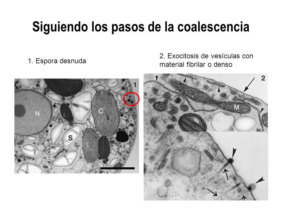 Siguiendo los pasos de la coalescencia