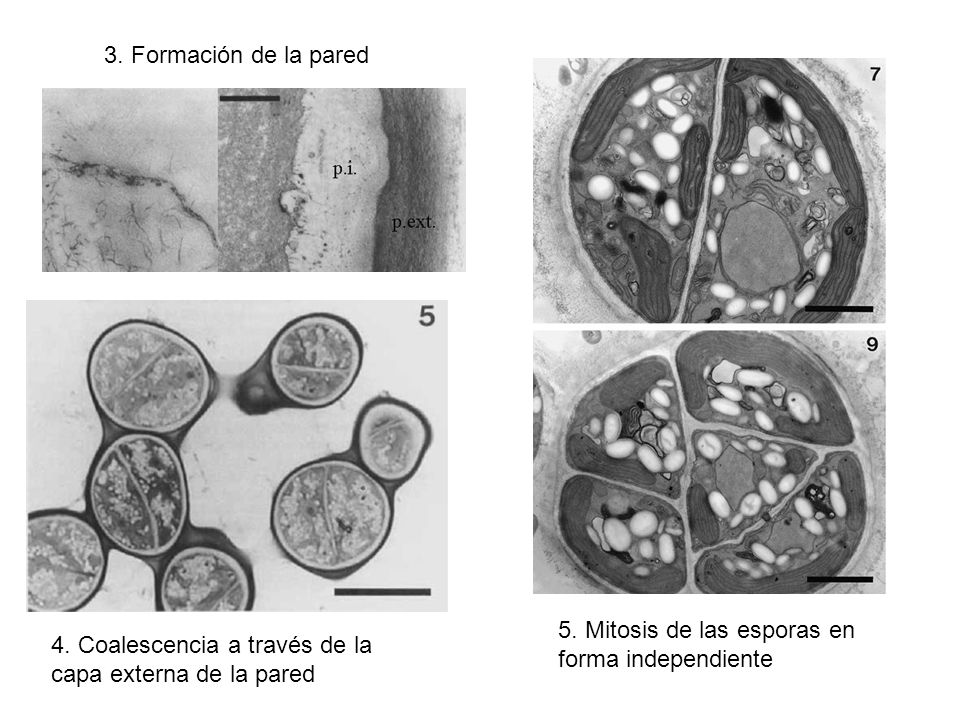 3. Formación de la pared 5. Mitosis de las esporas en. forma independiente. 4. Coalescencia a través de la.