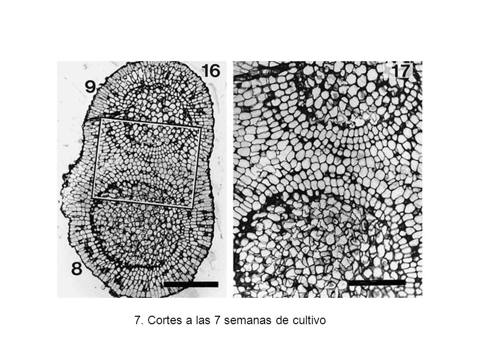 7. Cortes a las 7 semanas de cultivo