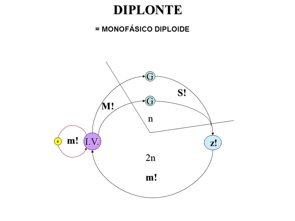 DIPLONTE = MONOFÁSICO DIPLOIDE G z! S! M! n m! I.V. e 2n m!