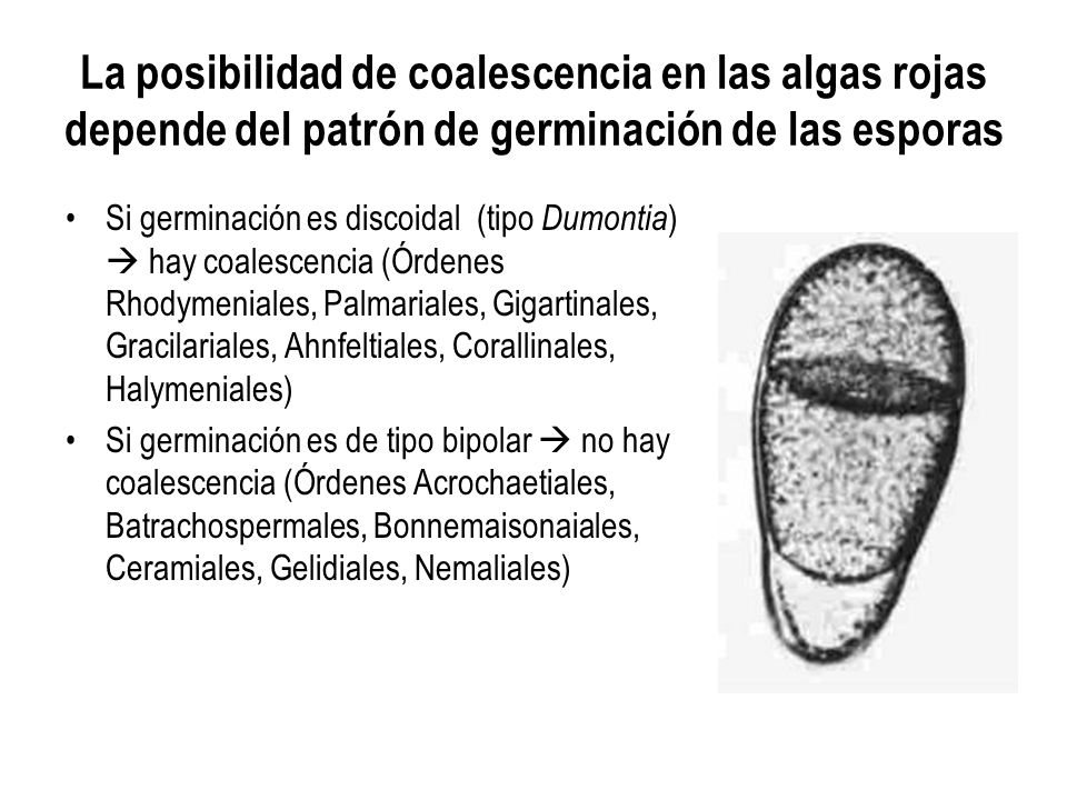 La posibilidad de coalescencia en las algas rojas depende del patrón de germinación de las esporas