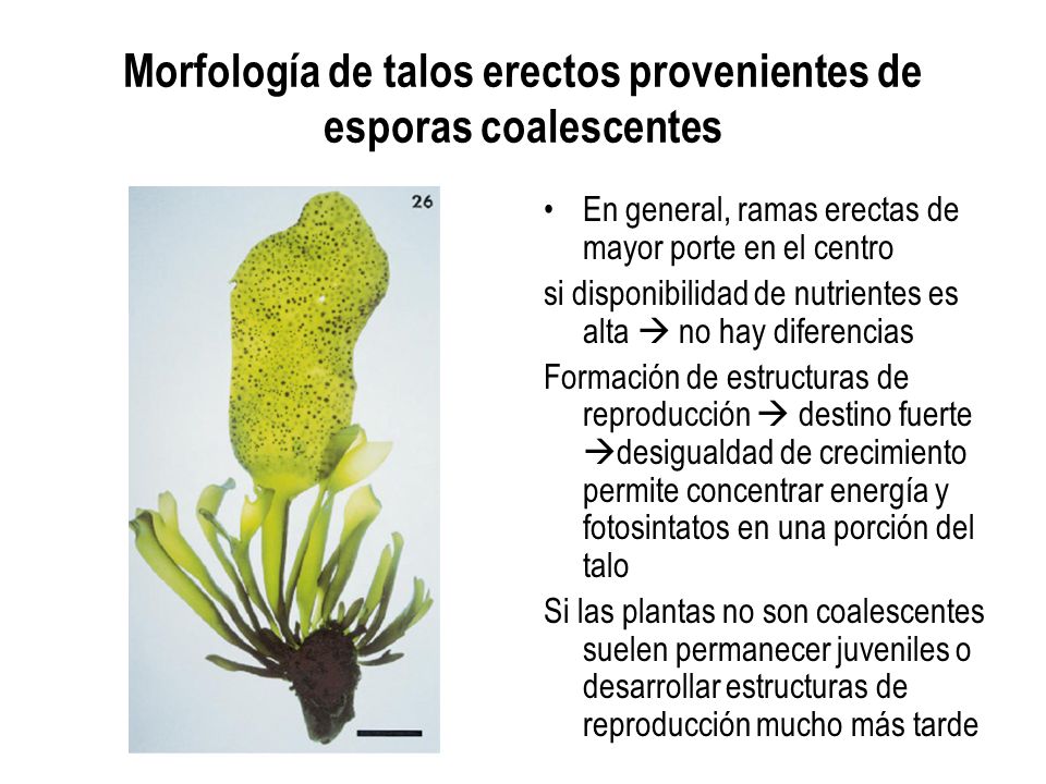 Morfología de talos erectos provenientes de esporas coalescentes