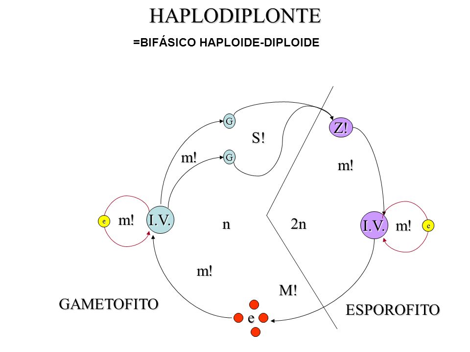 HAPLODIPLONTE Z! S! I.V. m! m! m! I.V. n 2n m! e m! M! GAMETOFITO