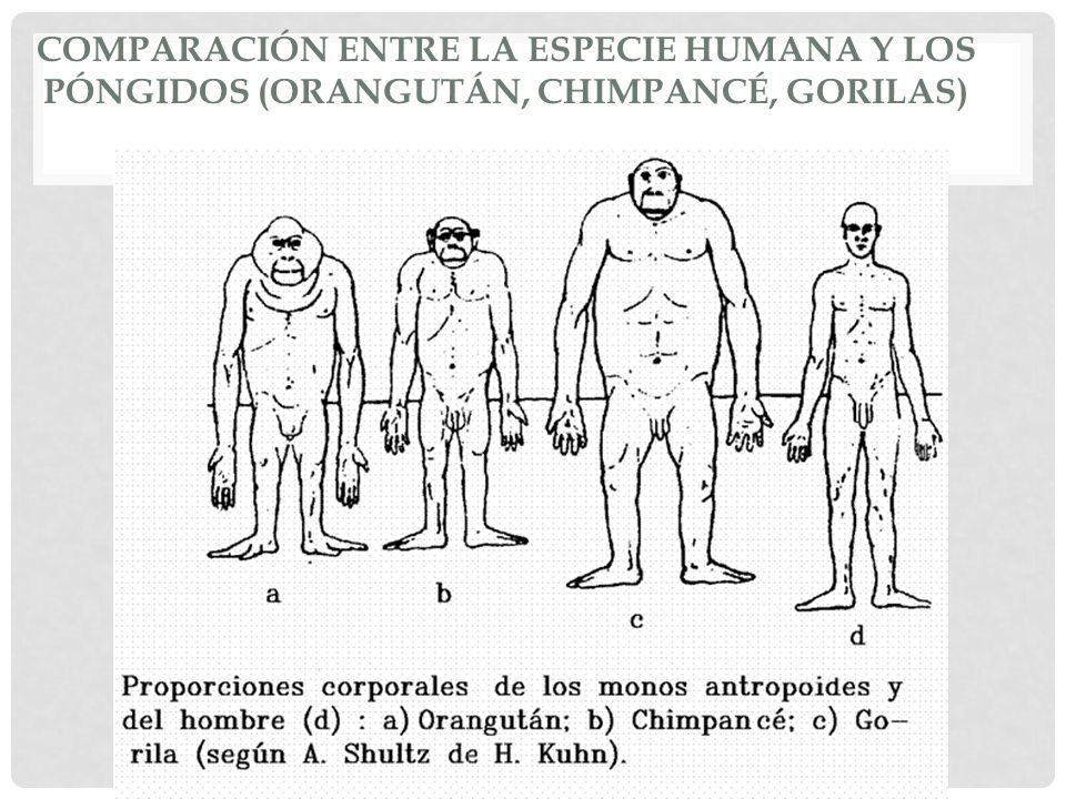 COMPARACIÓN ENTRE LA ESPECIE HUMANA Y LOS PÓNGIDOS (Orangután, Chimpancé, Gorilas)