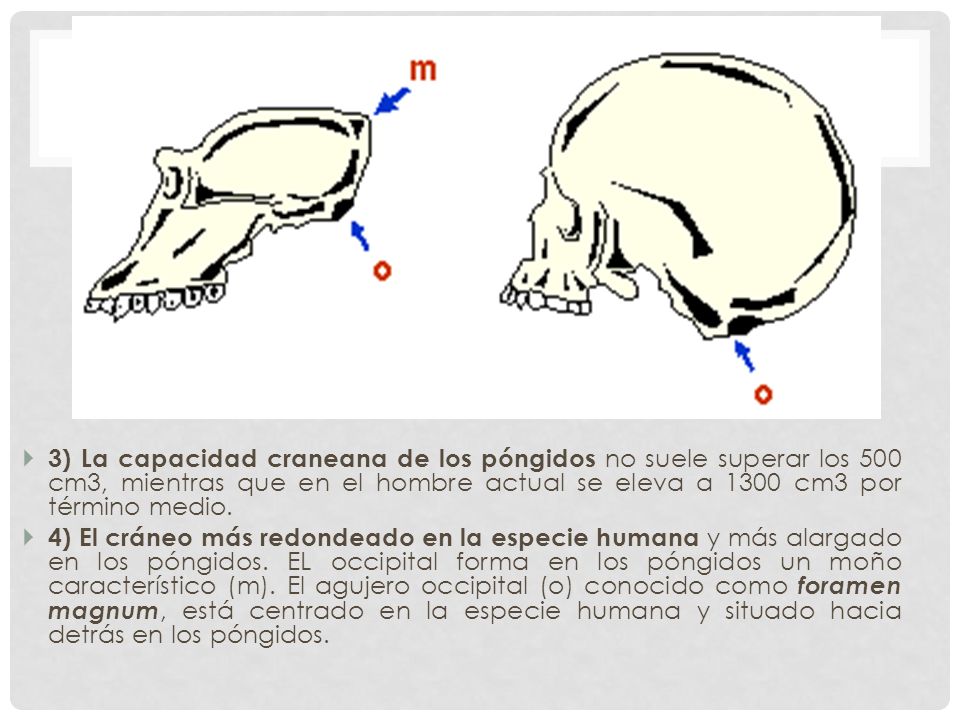 3) La capacidad craneana de los póngidos no suele superar los 500 cm3, mientras que en el hombre actual se eleva a 1300 cm3 por término medio.