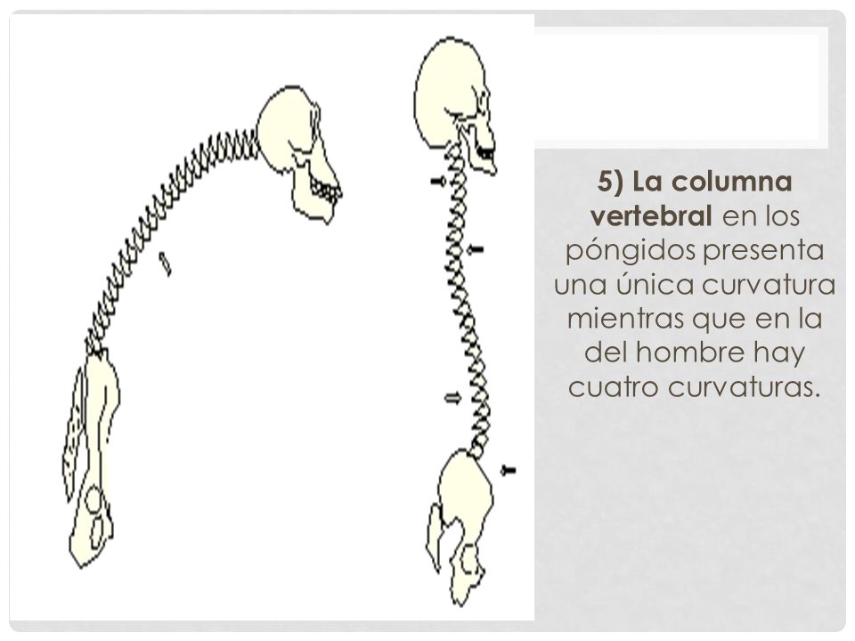 5) La columna vertebral en los póngidos presenta una única curvatura mientras que en la del hombre hay cuatro curvaturas.