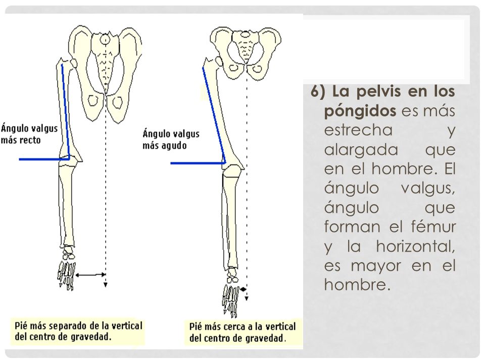 6) La pelvis en los póngidos es más estrecha y alargada que en el hombre.
