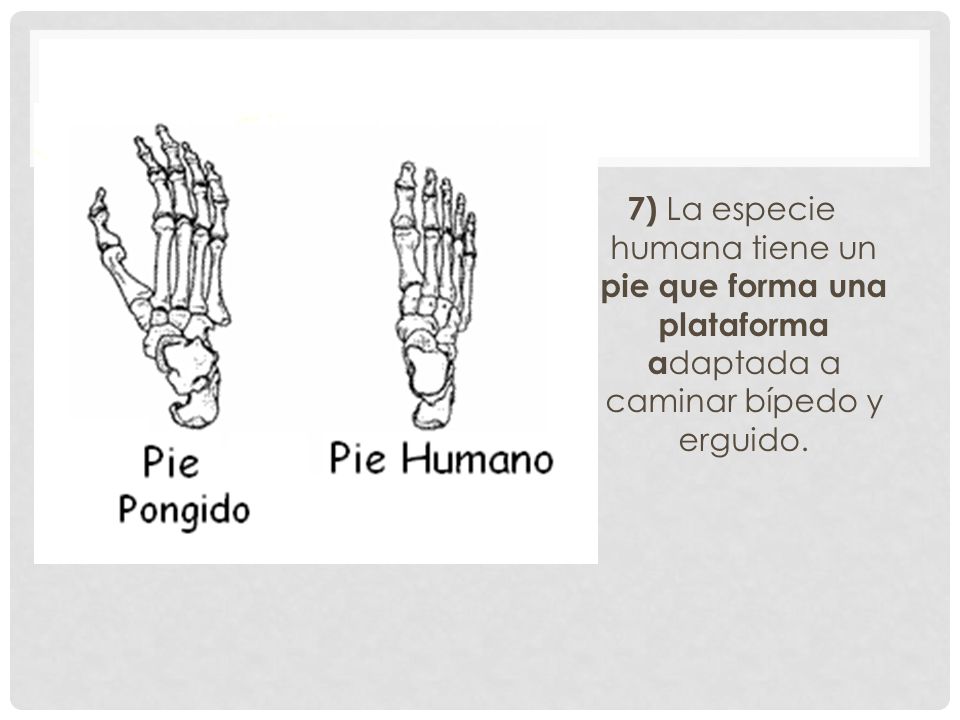 7) La especie humana tiene un pie que forma una plataforma adaptada a caminar bípedo y erguido.