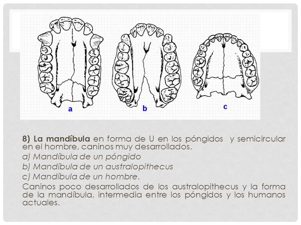 8) La mandíbula en forma de U en los póngidos y semicircular en el hombre, caninos muy desarrollados.