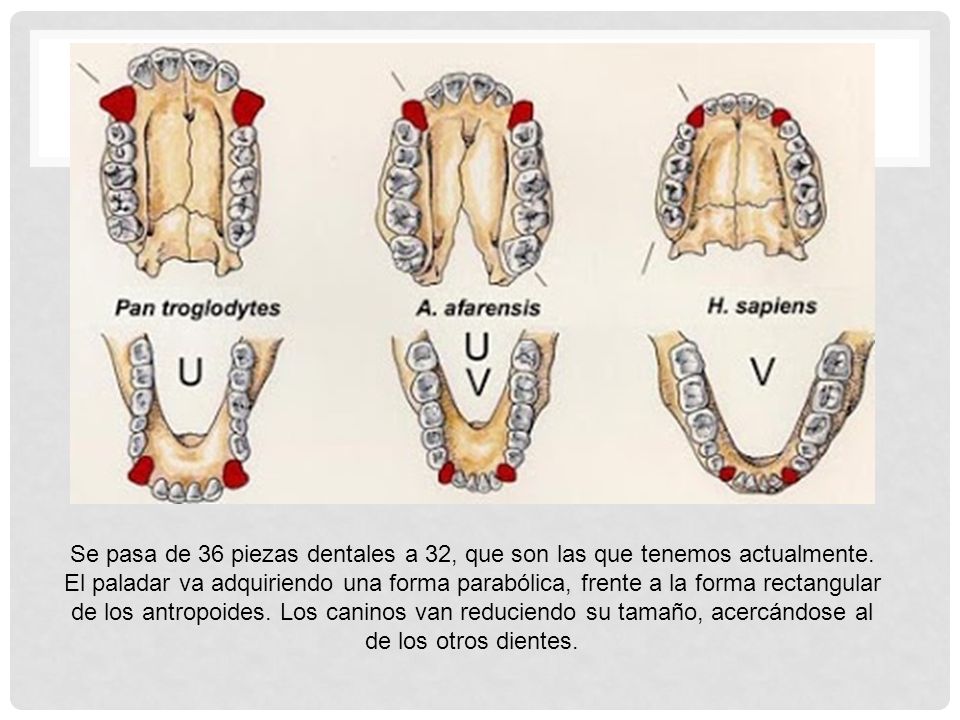 Se pasa de 36 piezas dentales a 32, que son las que tenemos actualmente.