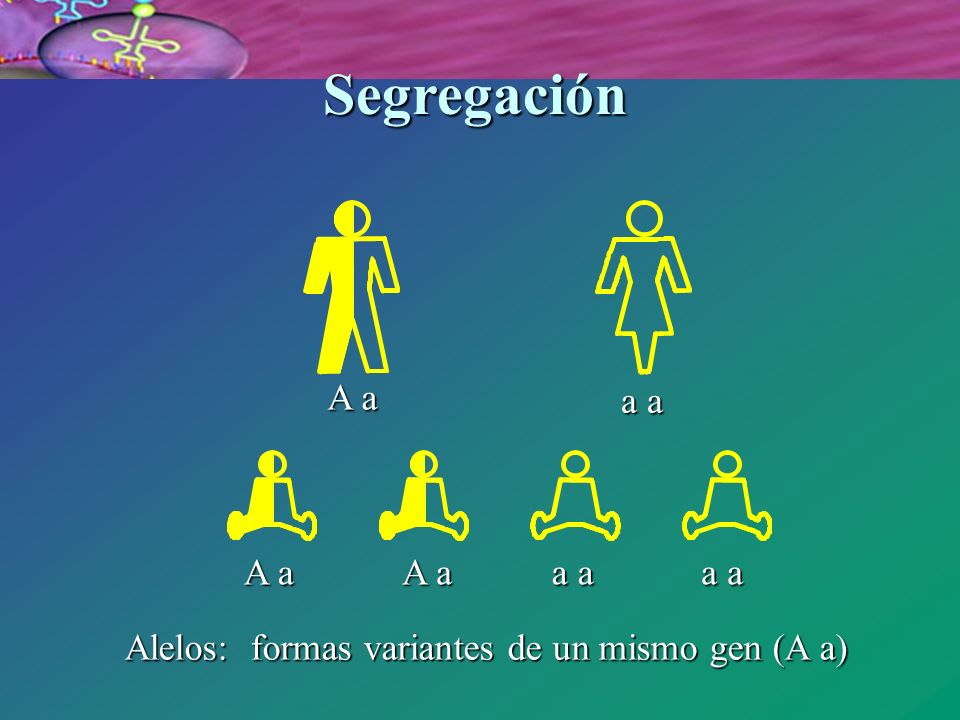 Segregación A a a a A a A a a a a a