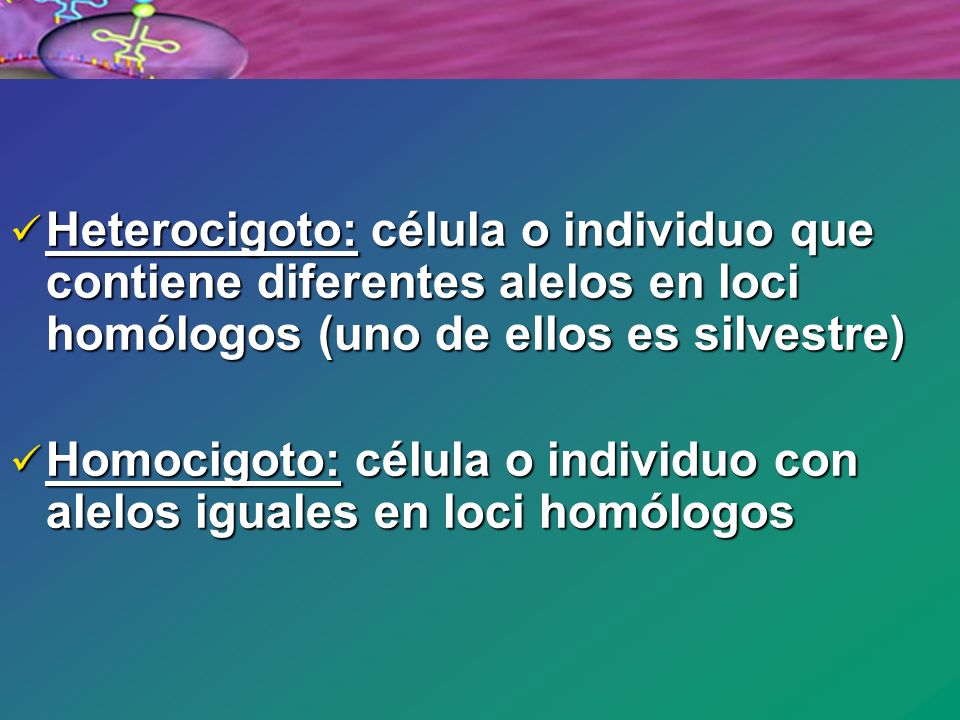 Heterocigoto: célula o individuo que contiene diferentes alelos en loci homólogos (uno de ellos es silvestre)