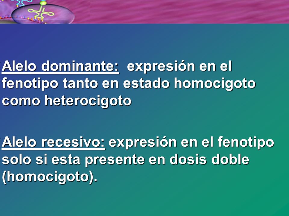 Alelo dominante: expresión en el fenotipo tanto en estado homocigoto como heterocigoto