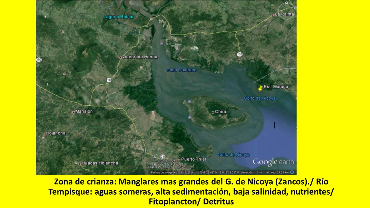 Zona de crianza: Manglares mas grandes del G. de Nicoya (Zancos)