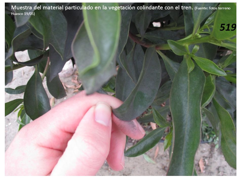 Muestra del material particulado en la vegetación colindante con el tren. (Fuente: fotos terreno Huasco 19/05)