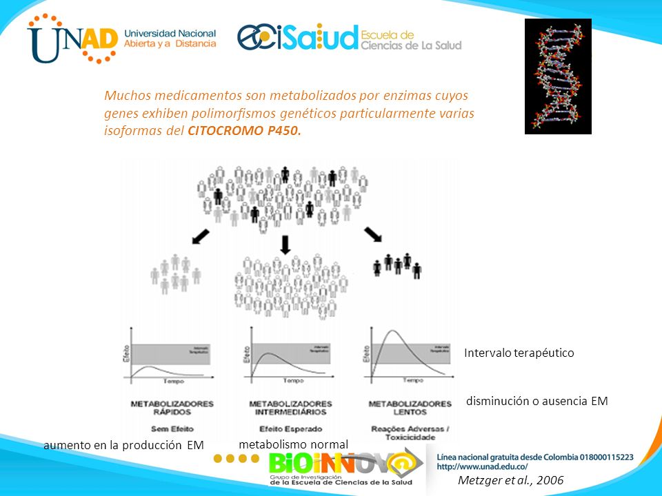 Muchos medicamentos son metabolizados por enzimas cuyos genes exhiben polimorfismos genéticos particularmente varias isoformas del CITOCROMO P450.