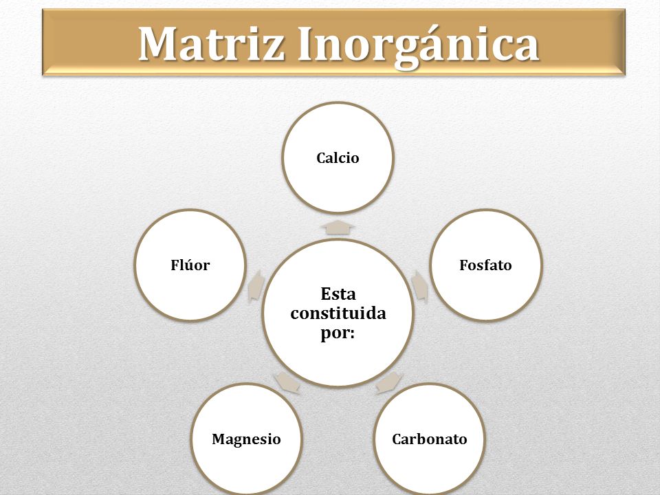 Matriz Inorgánica Esta constituida por: Calcio Fosfato Carbonato