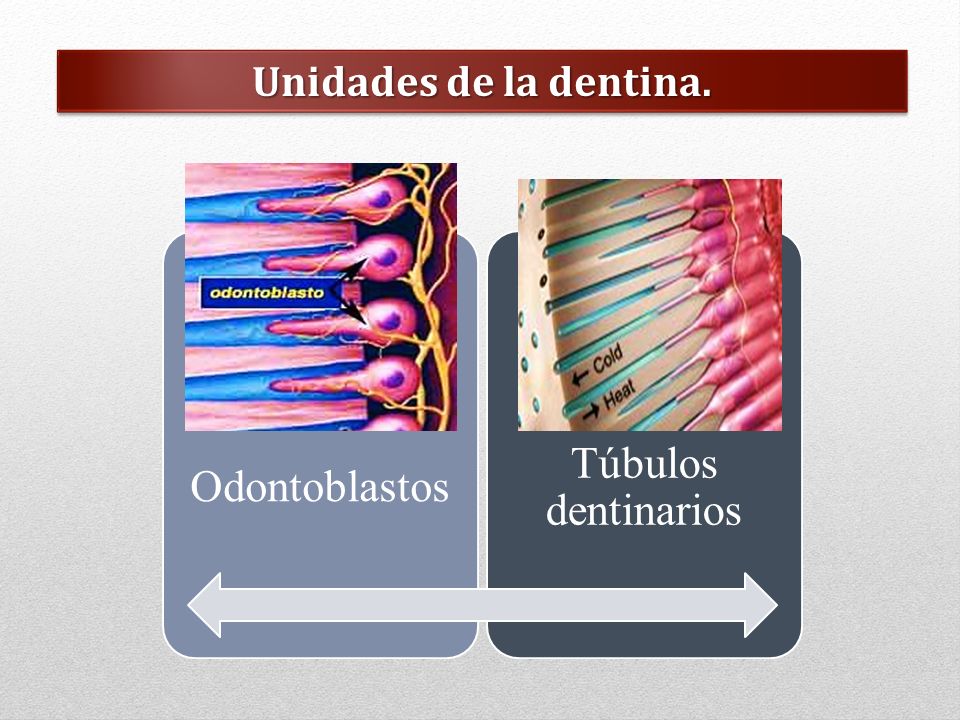 Unidades de la dentina. Odontoblastos Túbulos dentinarios