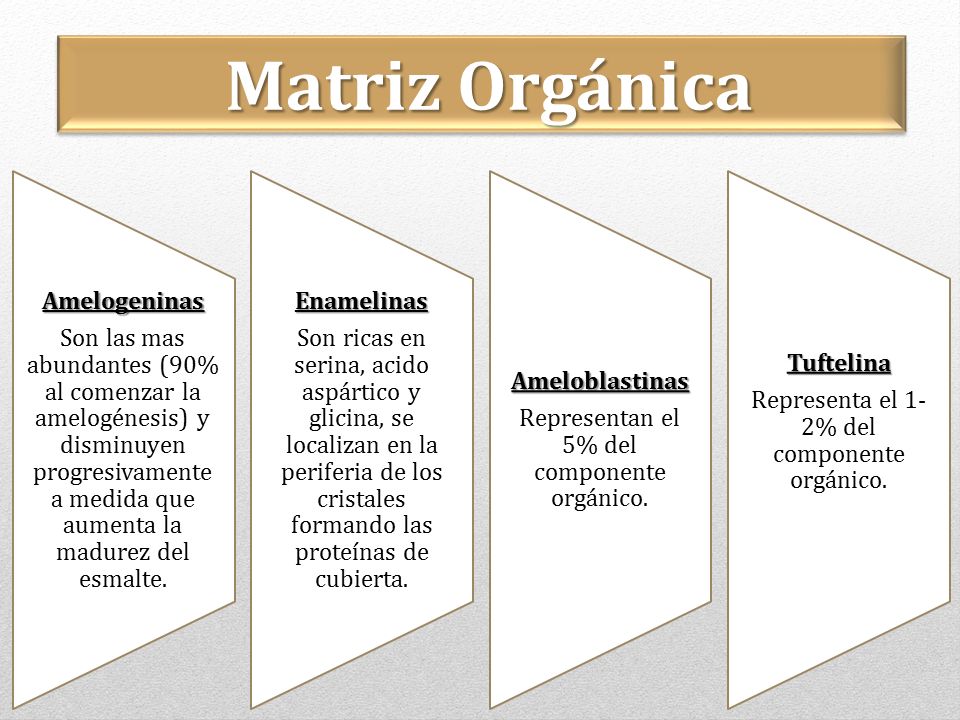 Matriz Orgánica Son las mas abundantes (90% al comenzar la amelogénesis) y disminuyen progresivamente a medida que aumenta la madurez del esmalte.