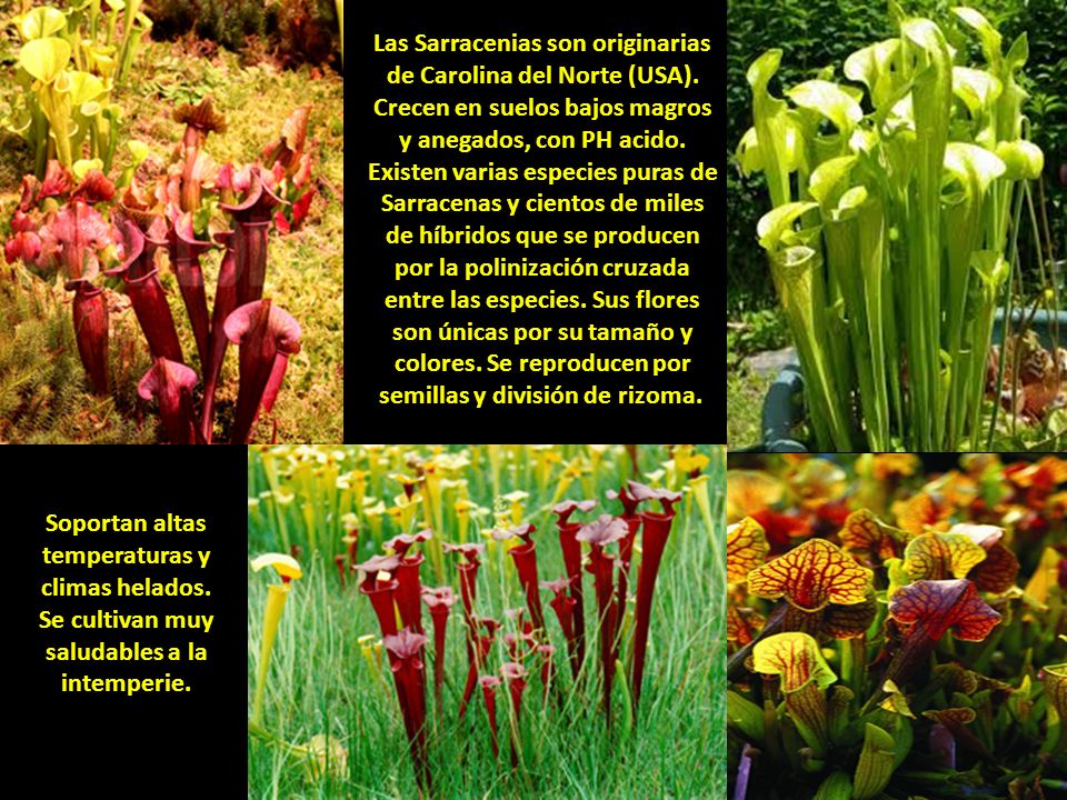 Las Sarracenias son originarias de Carolina del Norte (USA)