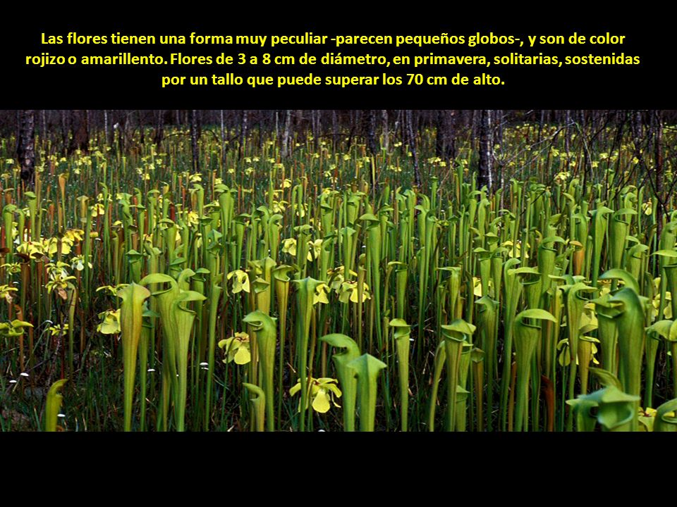 Las flores tienen una forma muy peculiar -parecen pequeños globos-, y son de color rojizo o amarillento. Flores de 3 a 8 cm de diámetro, en primavera, solitarias, sostenidas por un tallo que puede superar los 70 cm de alto.