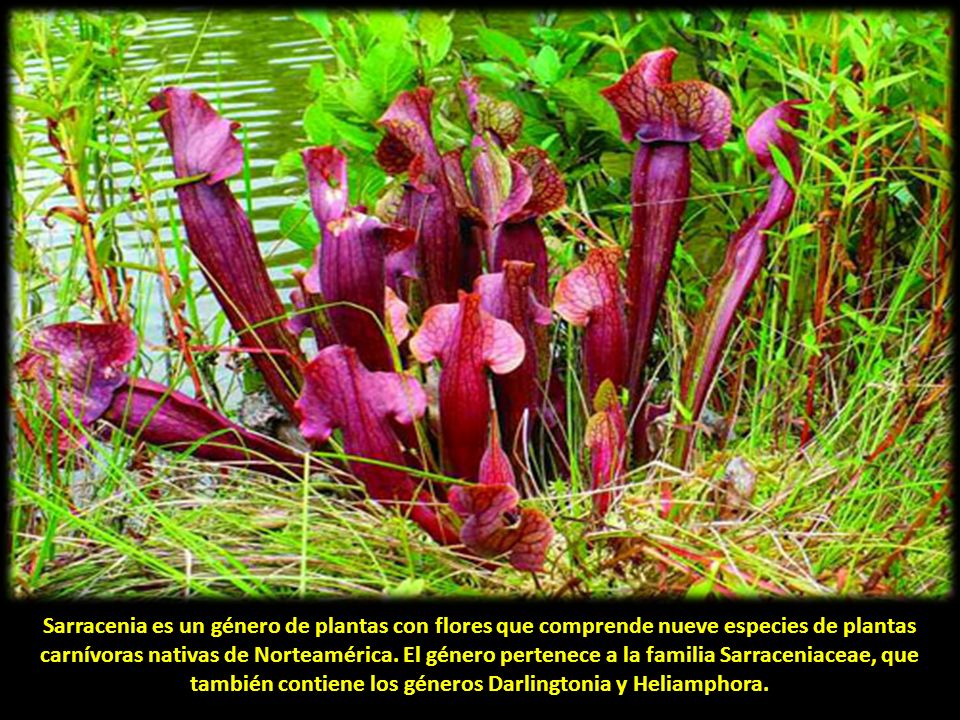 Sarracenia es un género de plantas con flores que comprende nueve especies de plantas carnívoras nativas de Norteamérica.