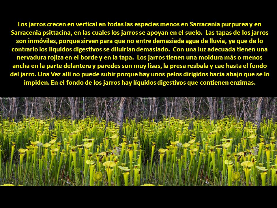 Los jarros crecen en vertical en todas las especies menos en Sarracenia purpurea y en Sarracenia psittacina, en las cuales los jarros se apoyan en el suelo. Las tapas de los jarros son inmóviles, porque sirven para que no entre demasiada agua de lluvia, ya que de lo contrario los líquidos digestivos se diluirían demasiado. Con una luz adecuada tienen una nervadura rojiza en el borde y en la tapa. Los jarros tienen una moldura más o menos ancha en la parte delantera y paredes son muy lisas, la presa resbala y cae hasta el fondo del jarro. Una Vez allí no puede subir porque hay unos pelos dirigidos hacia abajo que se lo impiden. En el fondo de los jarros hay líquidos digestivos que contienen enzimas.